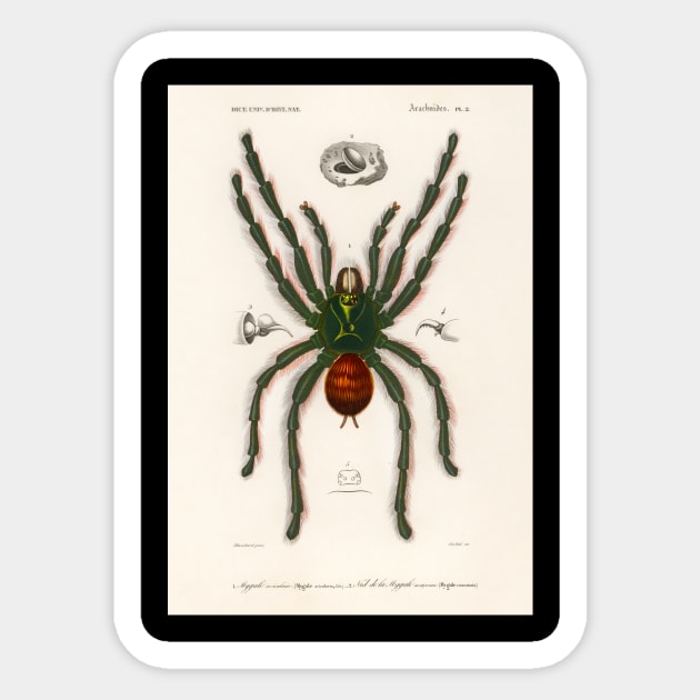 Pinktoe tarantula (Mygalomorphae) illustrated by Charles Dessalines D' Orbigny (1806-1876 Sticker by Rosettemusicandguitar